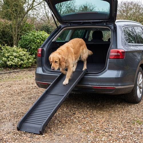 Pfotenstieg Auto-Rampe 155 am Kombi-Kofferraum, Golden Retriever laeuft die Rampe hinunter