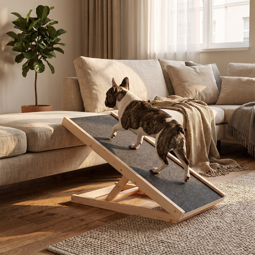 Pfotenstieg Holzrampe am Sofa, Franzoesische Bulldogge laeuft die Rampe hinauf